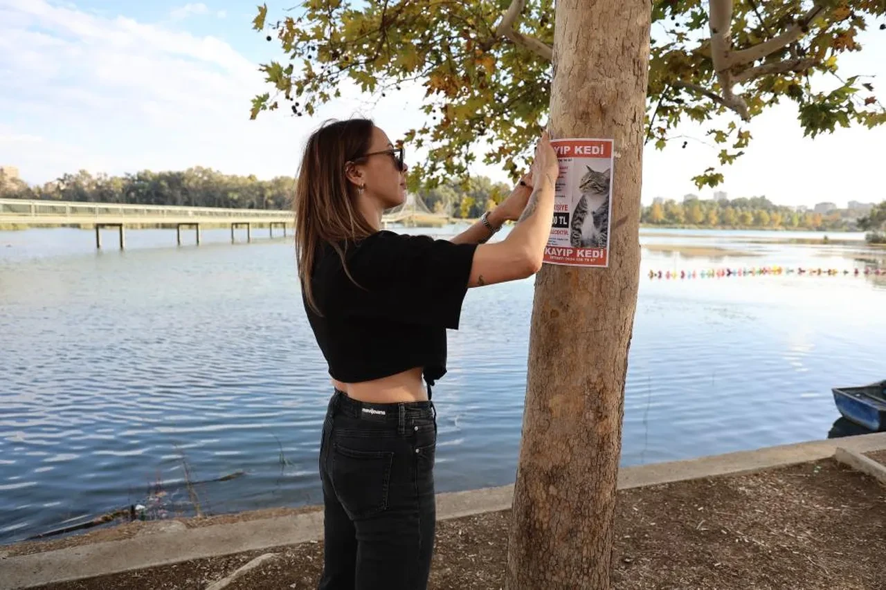 Bu kediyi gören yaşadı! Bulana 100 bin lira ödül