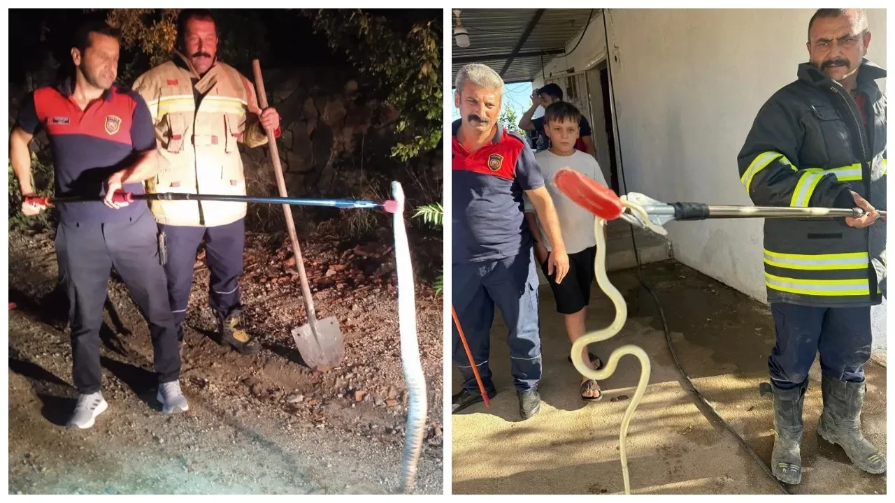 Hatay’da evlere giren 2 yılan yakalandı