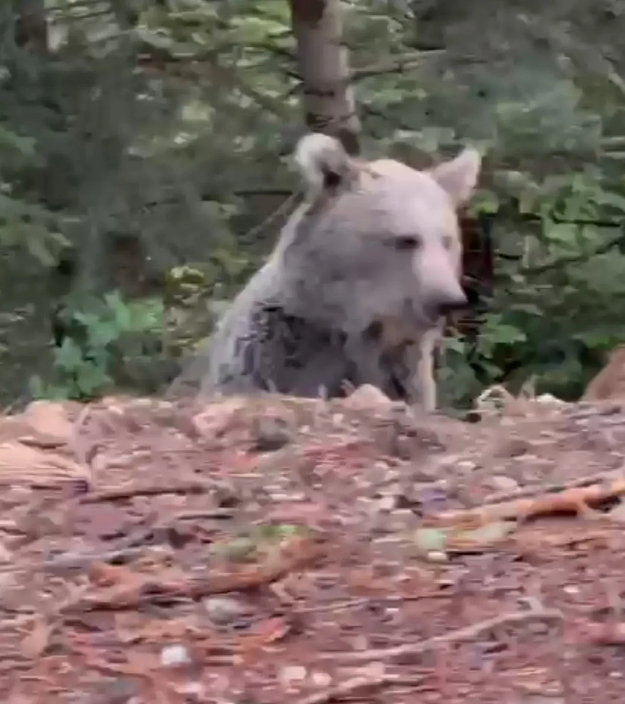 Karşılaştığı ayıyla sohbeti gündem oldu 'Selamın aleyküm kanka, cips vereyim mi?'