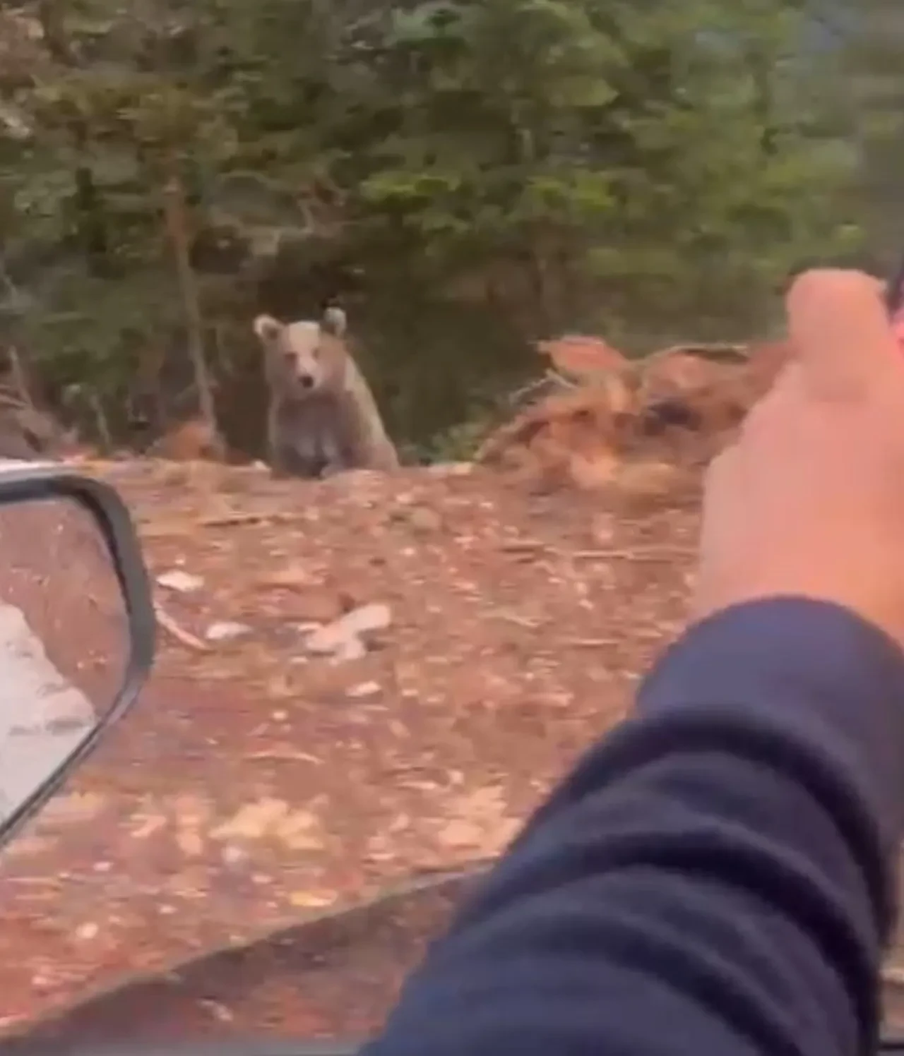 Karşılaştığı ayıyla sohbeti gündem oldu 'Selamın aleyküm kanka, cips vereyim mi?'