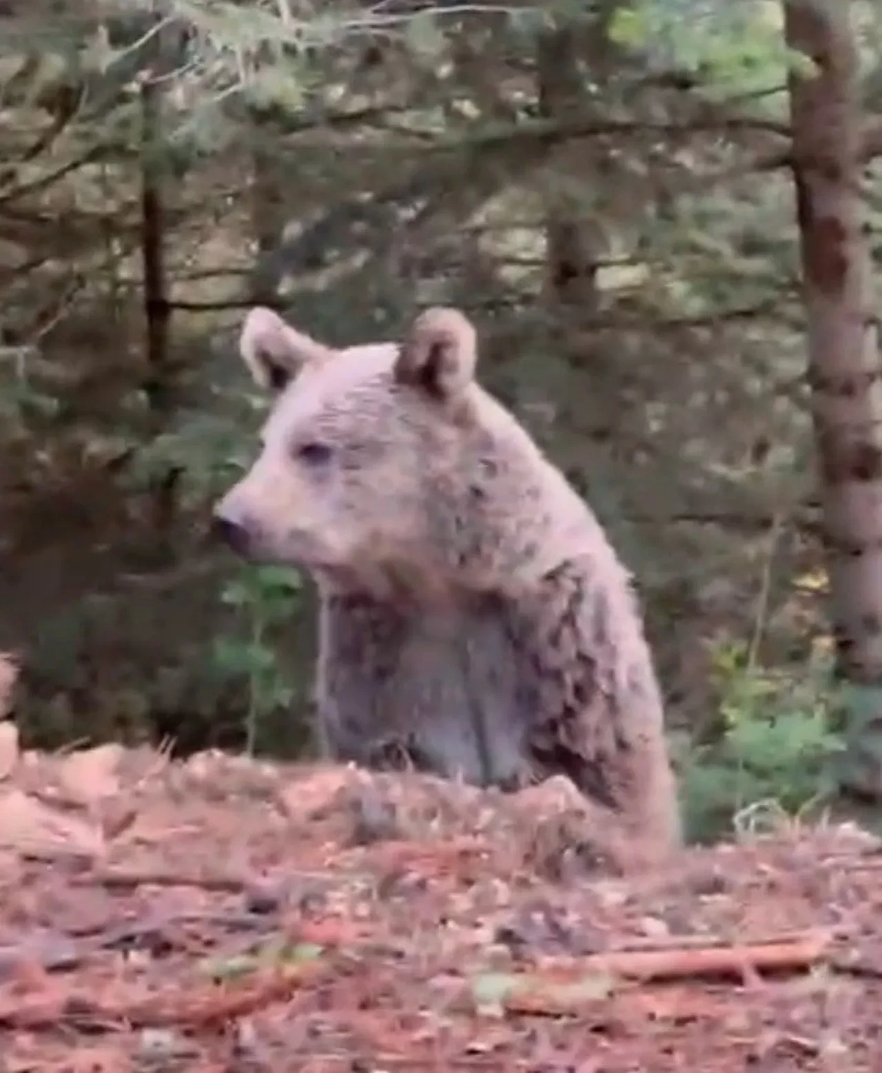 Karşılaştığı ayıyla sohbeti gündem oldu 'Selamın aleyküm kanka, cips vereyim mi?'
