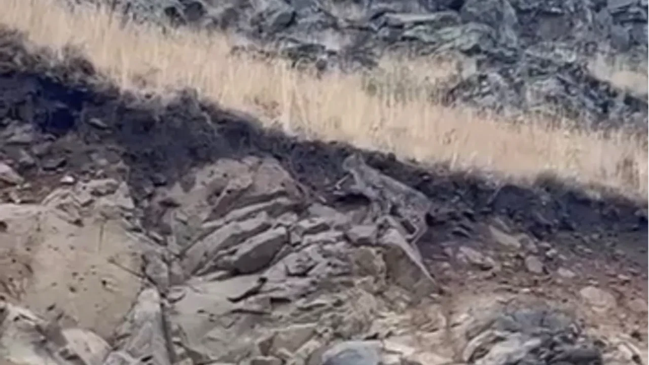 Kars’ta nadir görülen ormanların hayaleti vaşak görüntülendi!