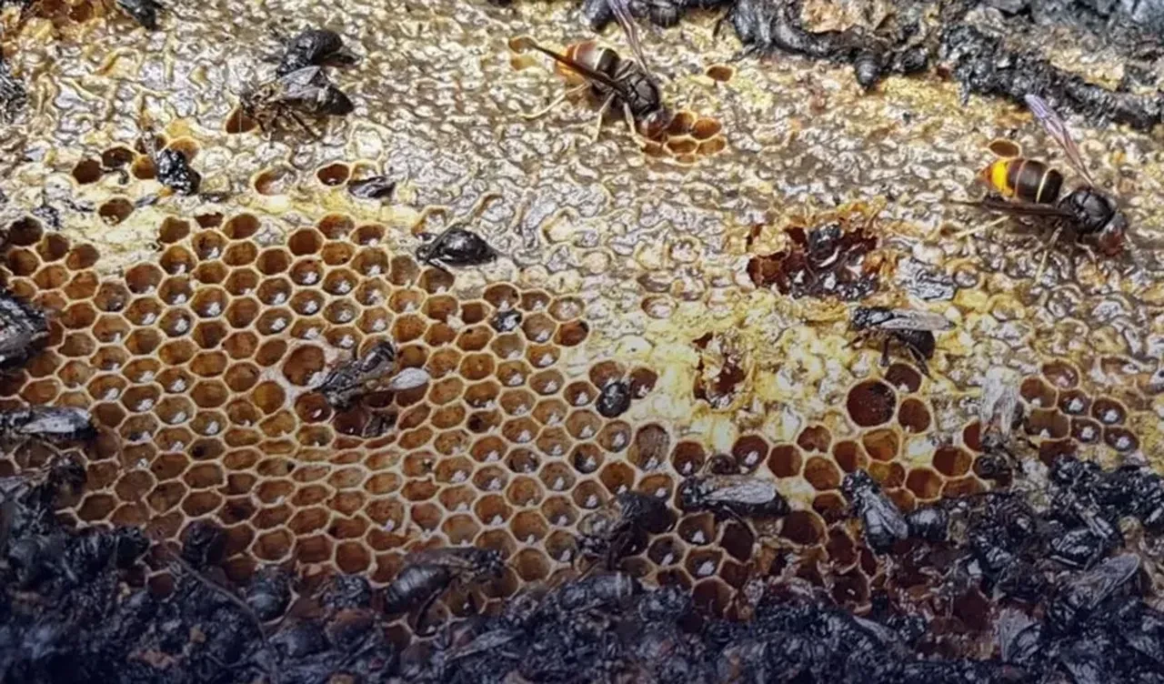 Kimyasal döküp ateşe verdiler! Yüz binlerce hayvan telef oldu