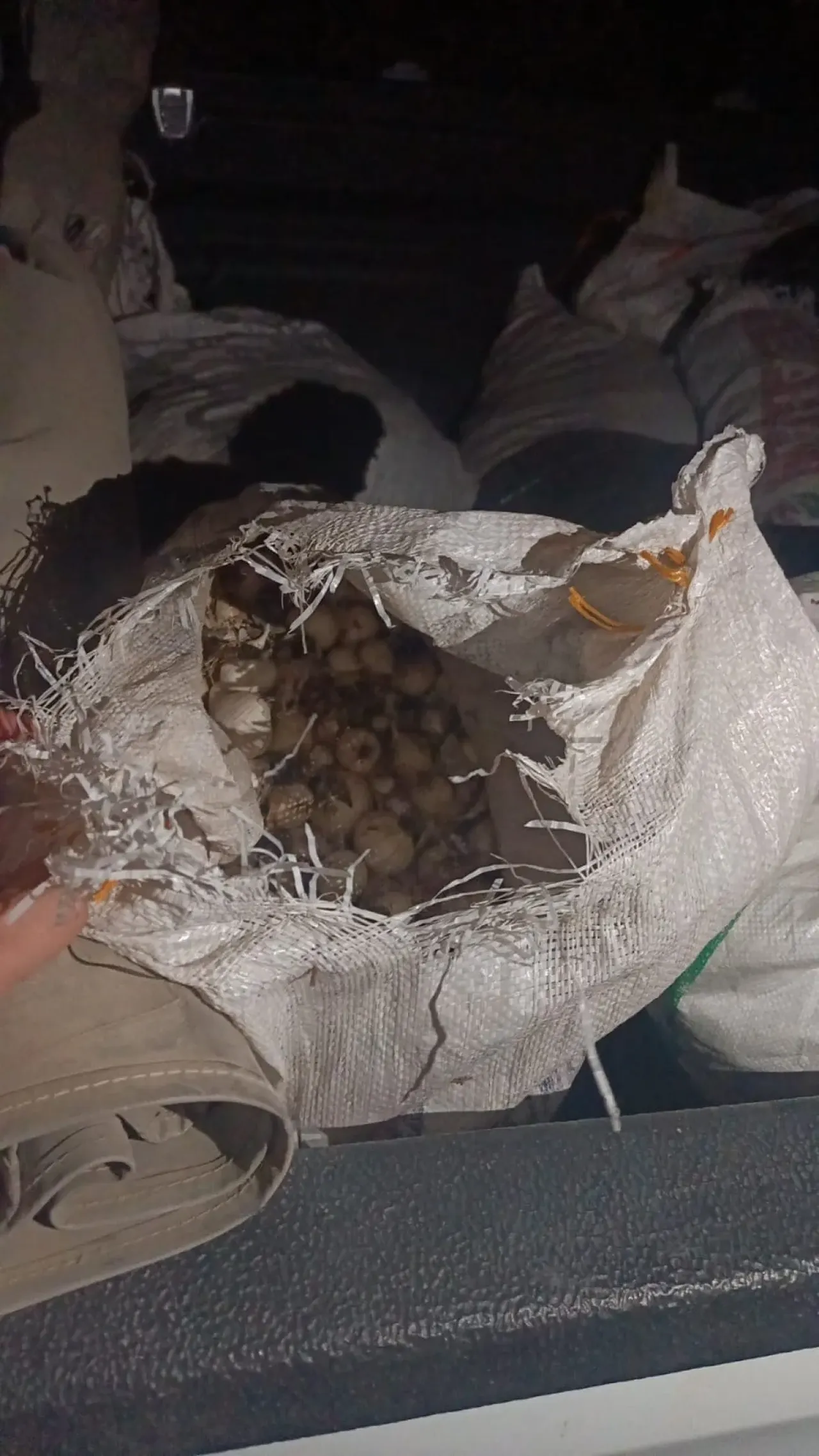 Topladığı endemik sarımsaklar pahalıya patladı!