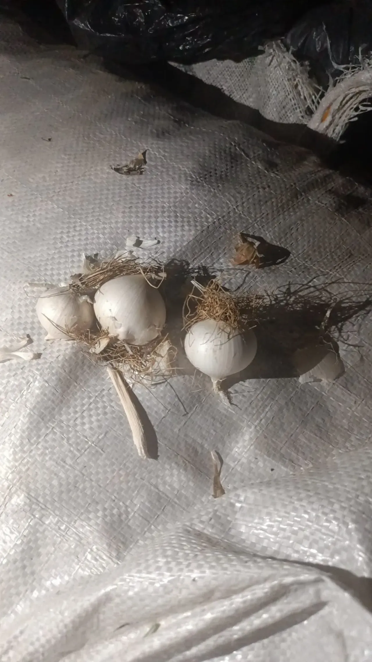 Topladığı endemik sarımsaklar pahalıya patladı!