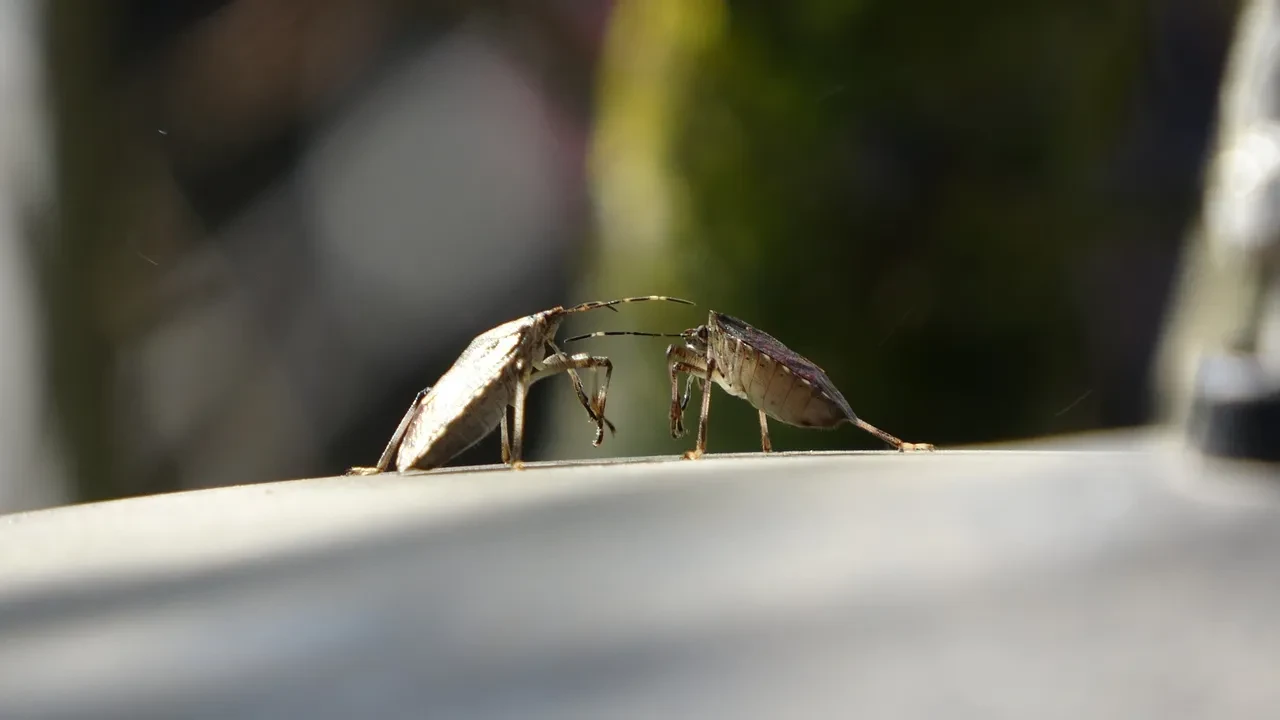 Üreticiler dikkat! Trabzon'da gözüktü, ekipler harekete geçti
