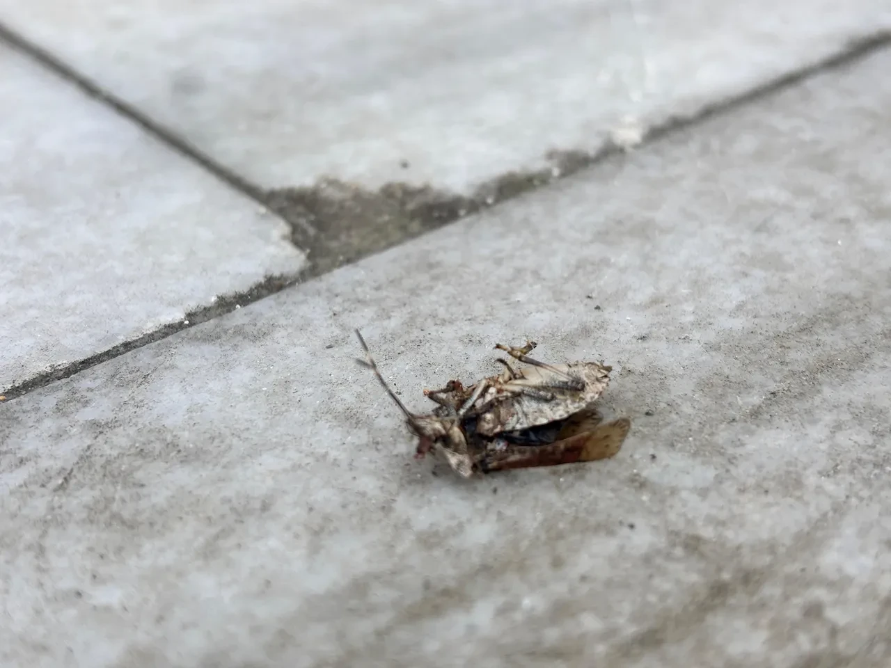 Üreticiler dikkat! Trabzon'da gözüktü, ekipler harekete geçti