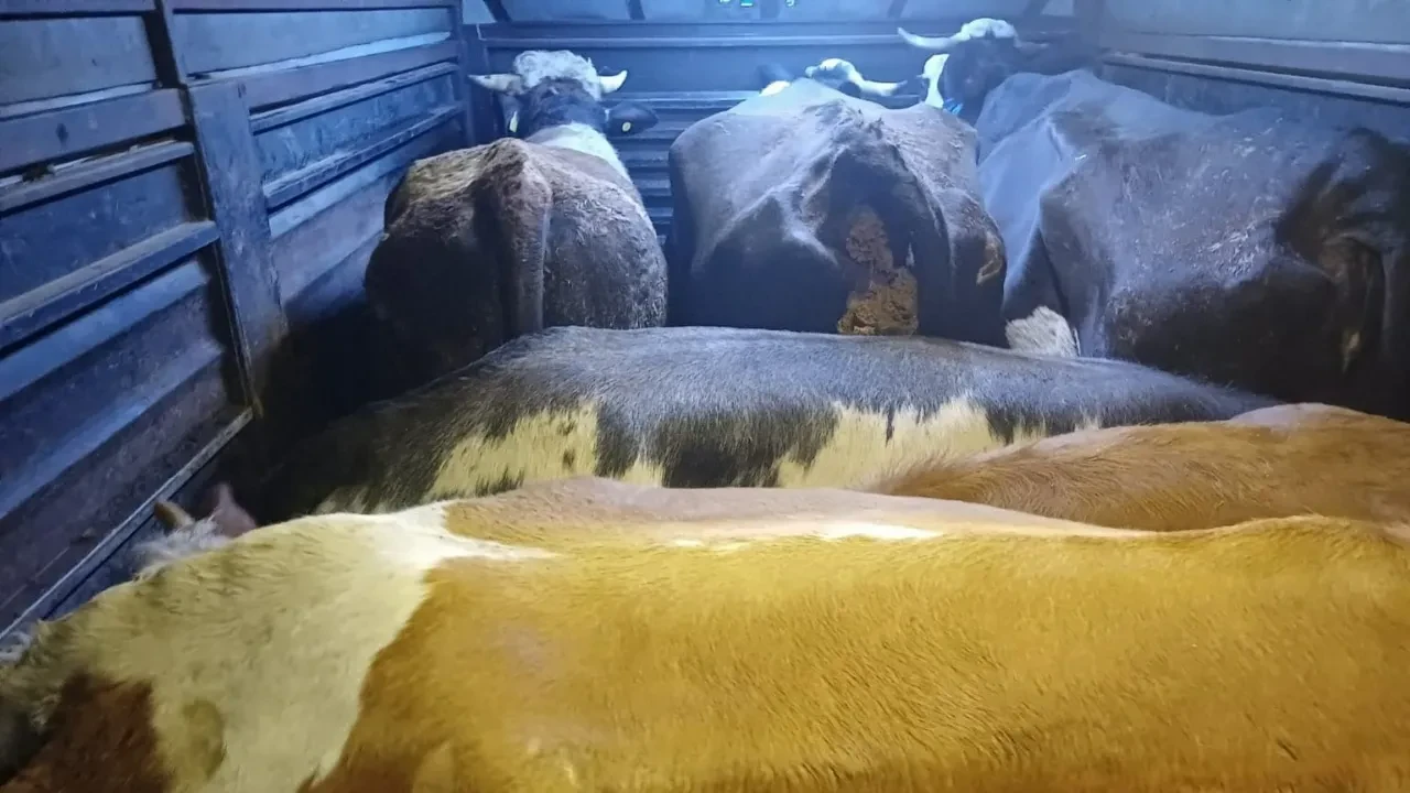 Artvin’de film gibi hayvan hırsızlığı