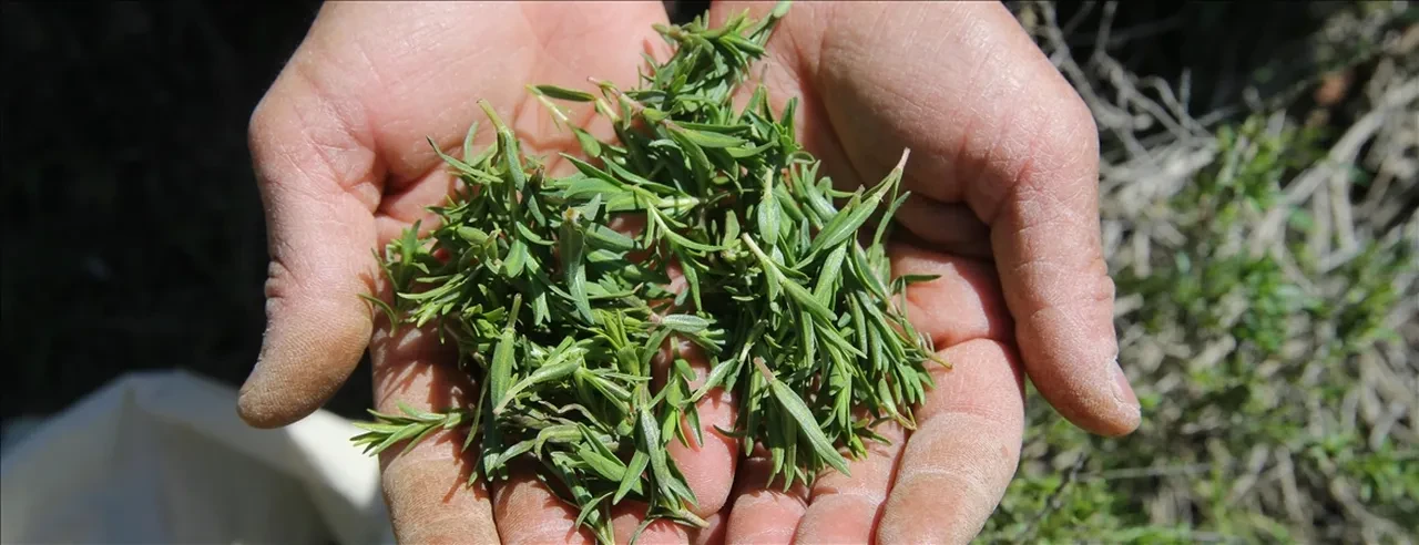 Balgamlı ve kuru öksürük şikayeti olanlar dikkat! İşte şifa bulmanızı sağlayacak o mucize doğal yöntem