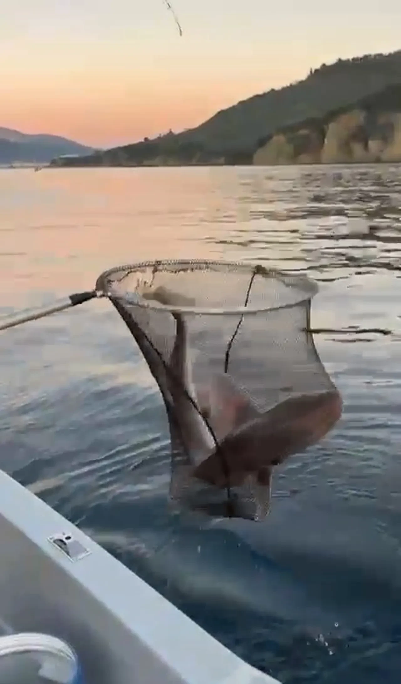 Gemlik Körfezi'nde balıkçıların oltasına köpek balığı takıldı