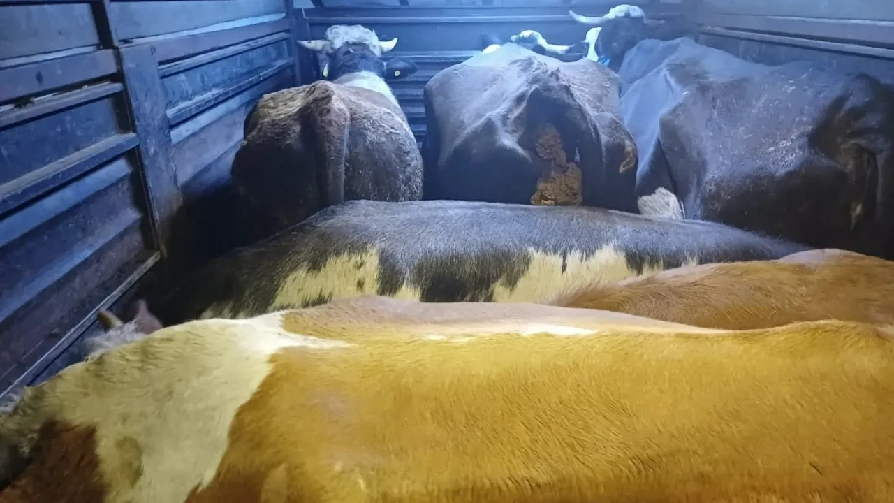 Hayvan hırsızlarına film gibi operasyon! Seyir halindeki araçtan büyükbaş çıktı