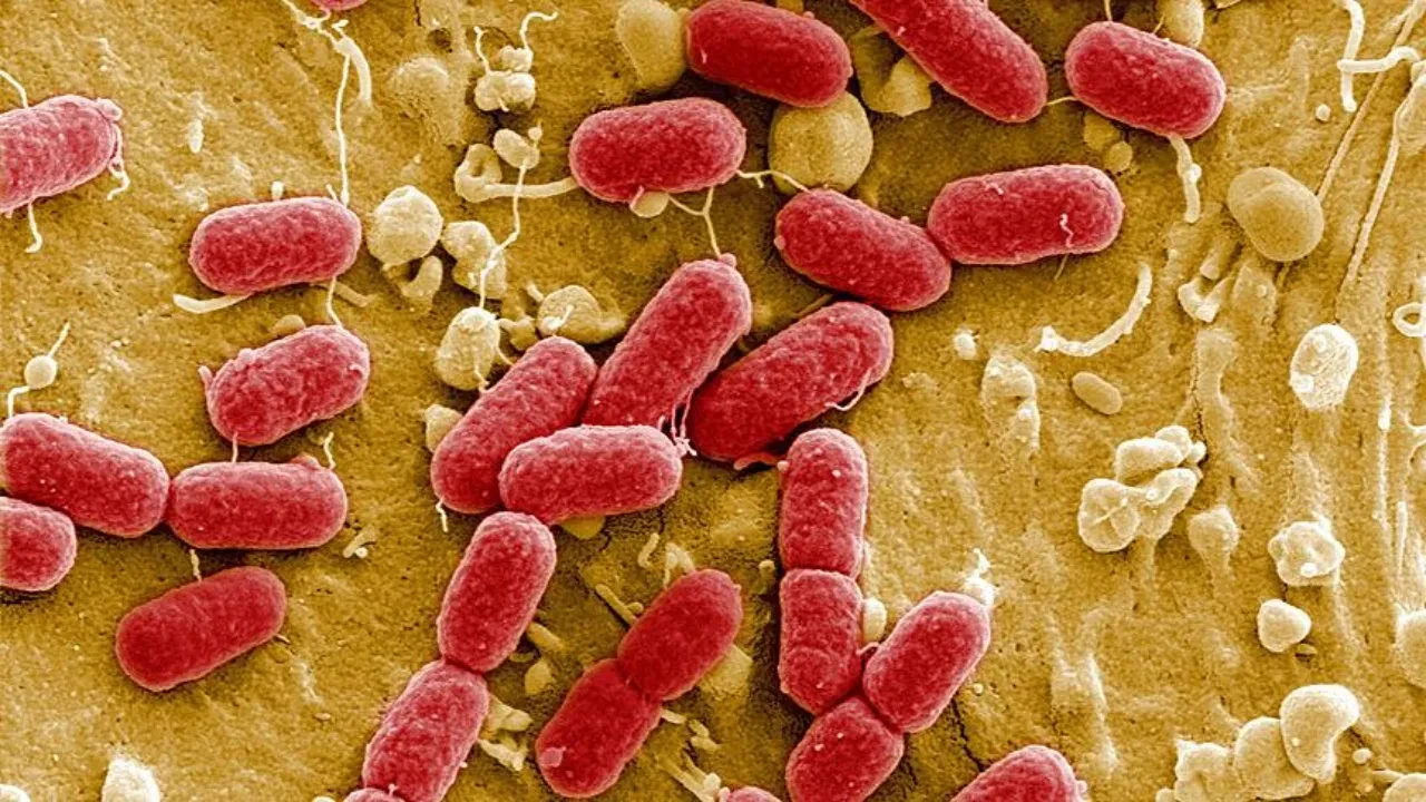 Her dakika yanımızda ama meğerse tuvalet oturağından 5 kat daha kirliymiş! Evlerimizdeki mikrop yuvası olan yerler ortaya çıktı