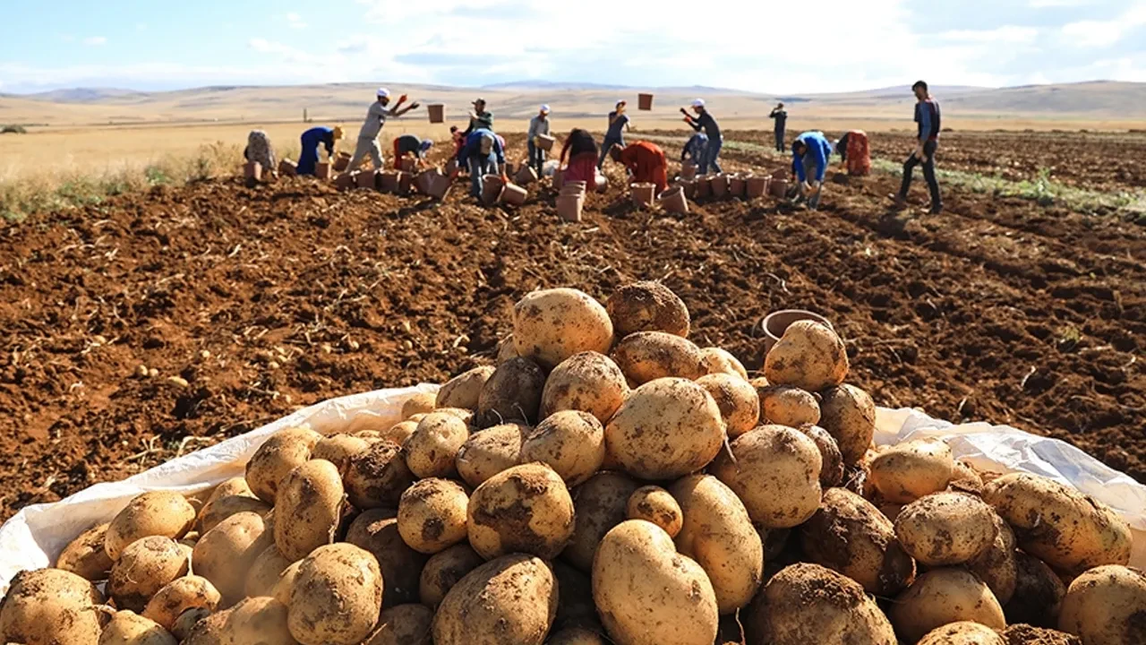 Patatesin kilosu 25 TL mi oldu? Ticaret Bakanlığı'ndan açıklama var