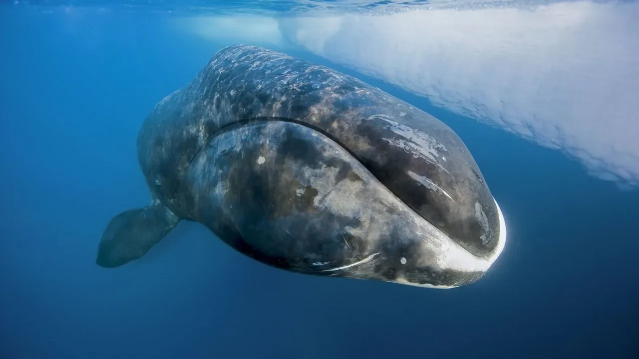 Sağlıklı uzun ömür sırrı 'balinadan' geldi! 200 yıllık yaşamın formülü tek bir proteinde saklıymış
