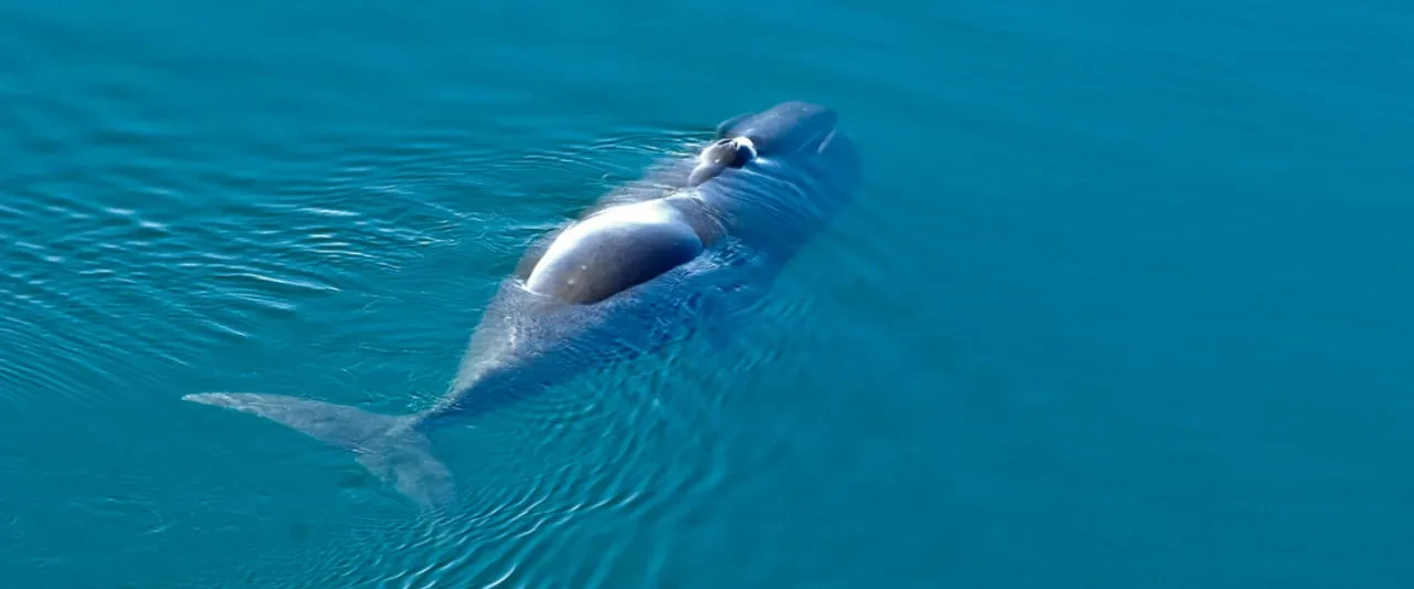 Sağlıklı uzun ömür sırrı 'balinadan' geldi! 200 yıllık yaşamın formülü tek bir proteinde saklıymış