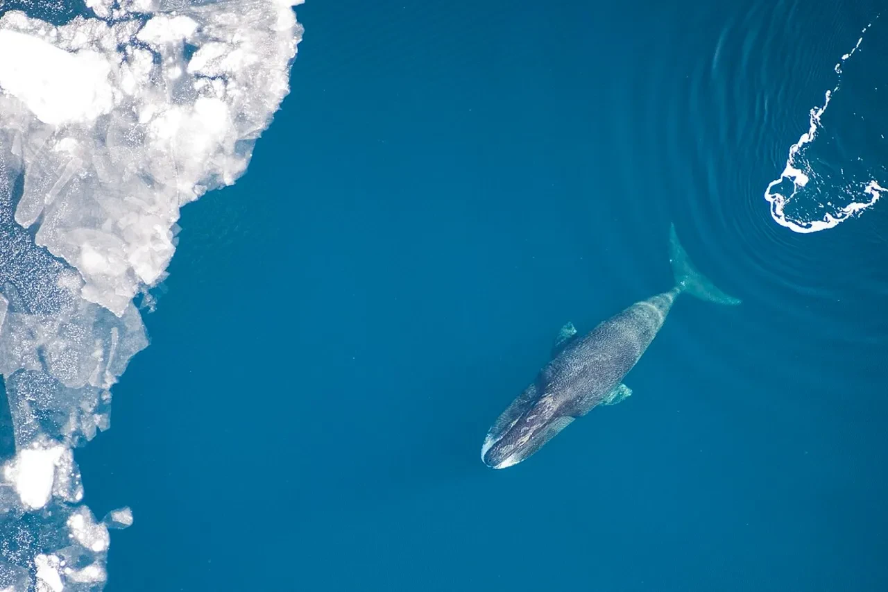 Sağlıklı uzun ömür sırrı 'balinadan' geldi! 200 yıllık yaşamın formülü tek bir proteinde saklıymış
