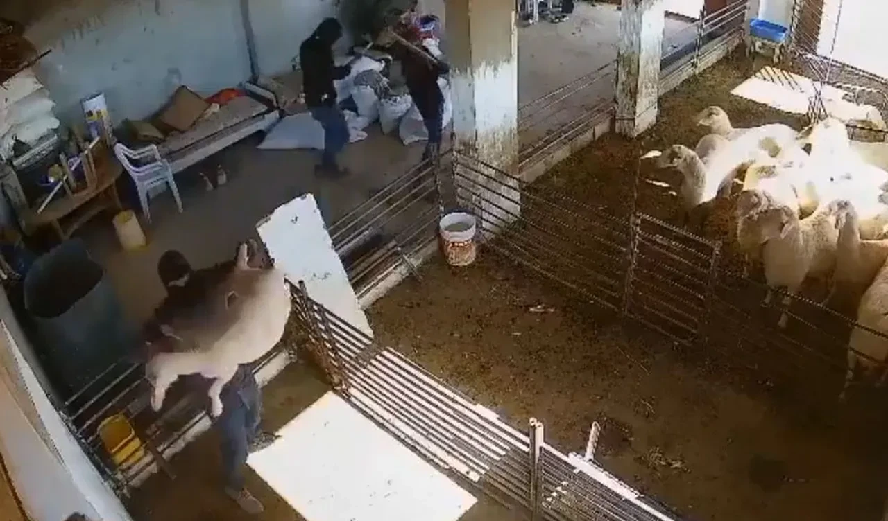 Yahudi işgalciler şimdi de Filistinlilerin kuzularını hedef aldı! Taş ve sopalarla katlettiler