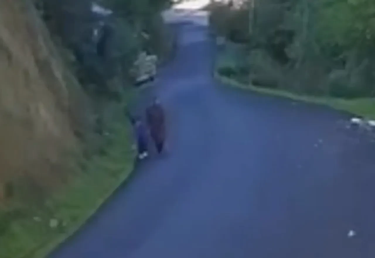 Anne ve oğlunu arama çalışmalarında yeni gelişme! Endişelendiren 'ayı' detayı 