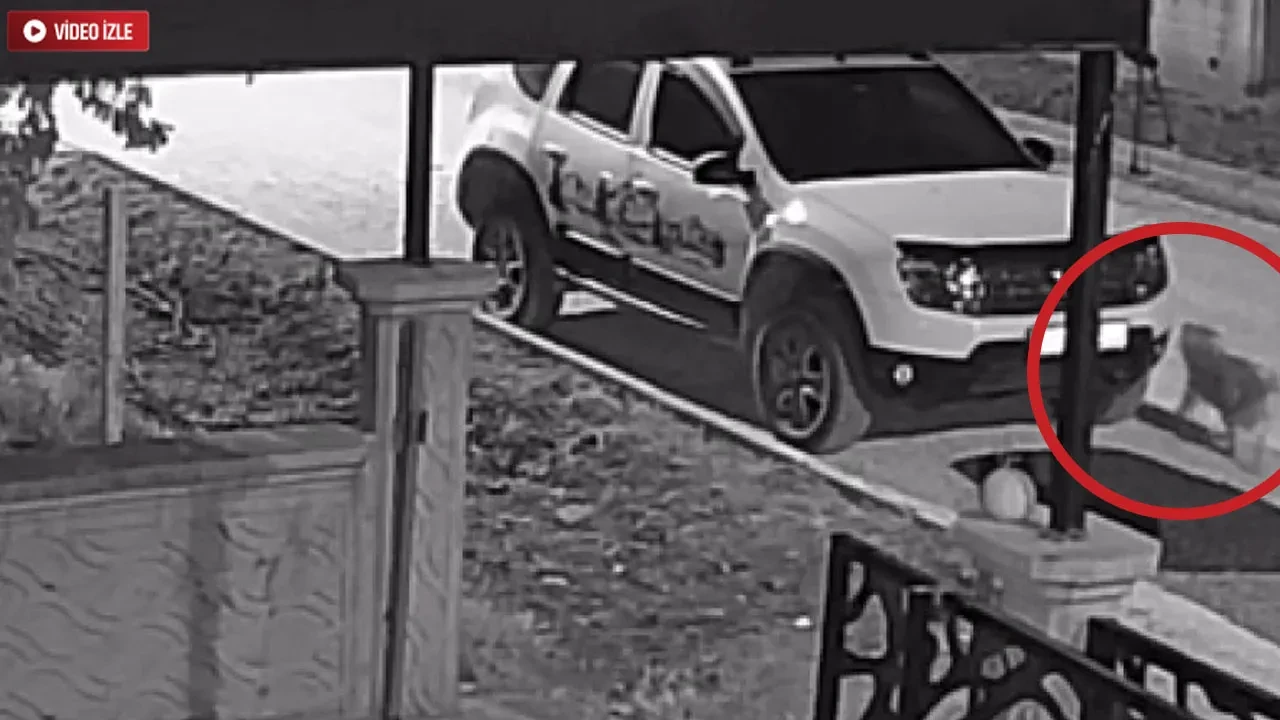 Balıkesir'deki deprem anı kamerada! Köpekler önceden haber verdi