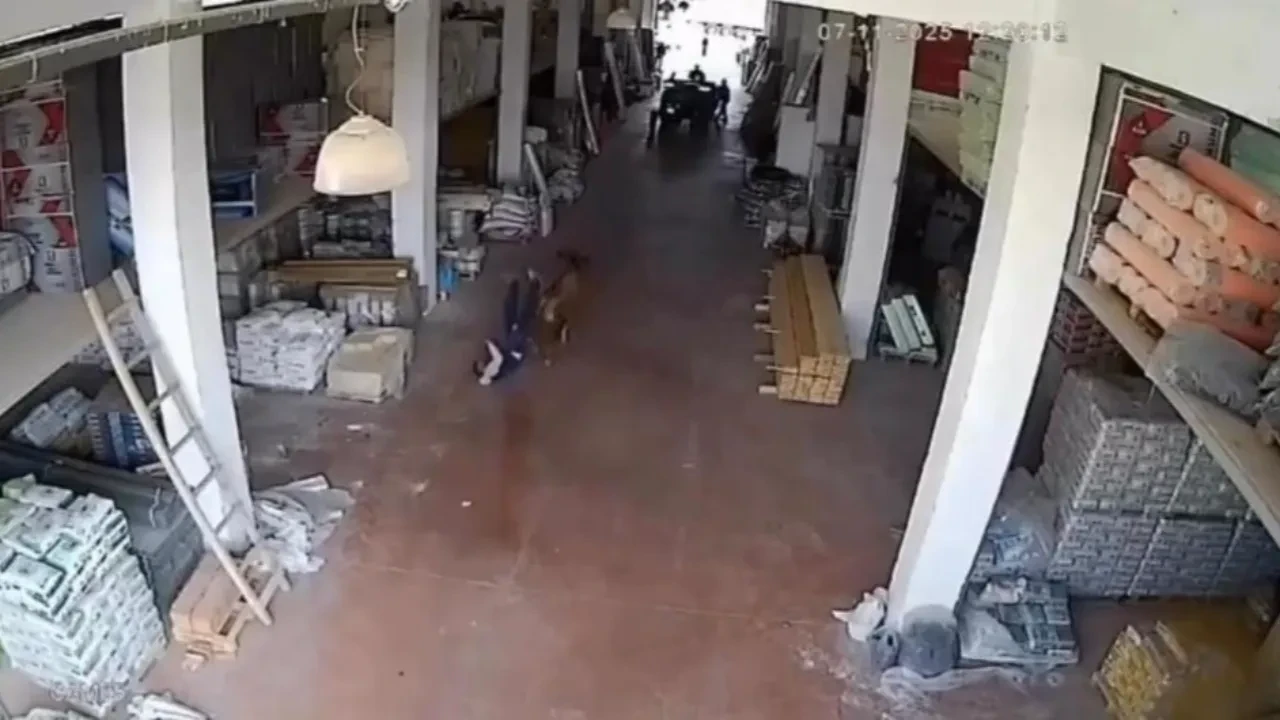 Girdiği depoda terör estirdi! Başıboş inek işçilere saldırdı! 