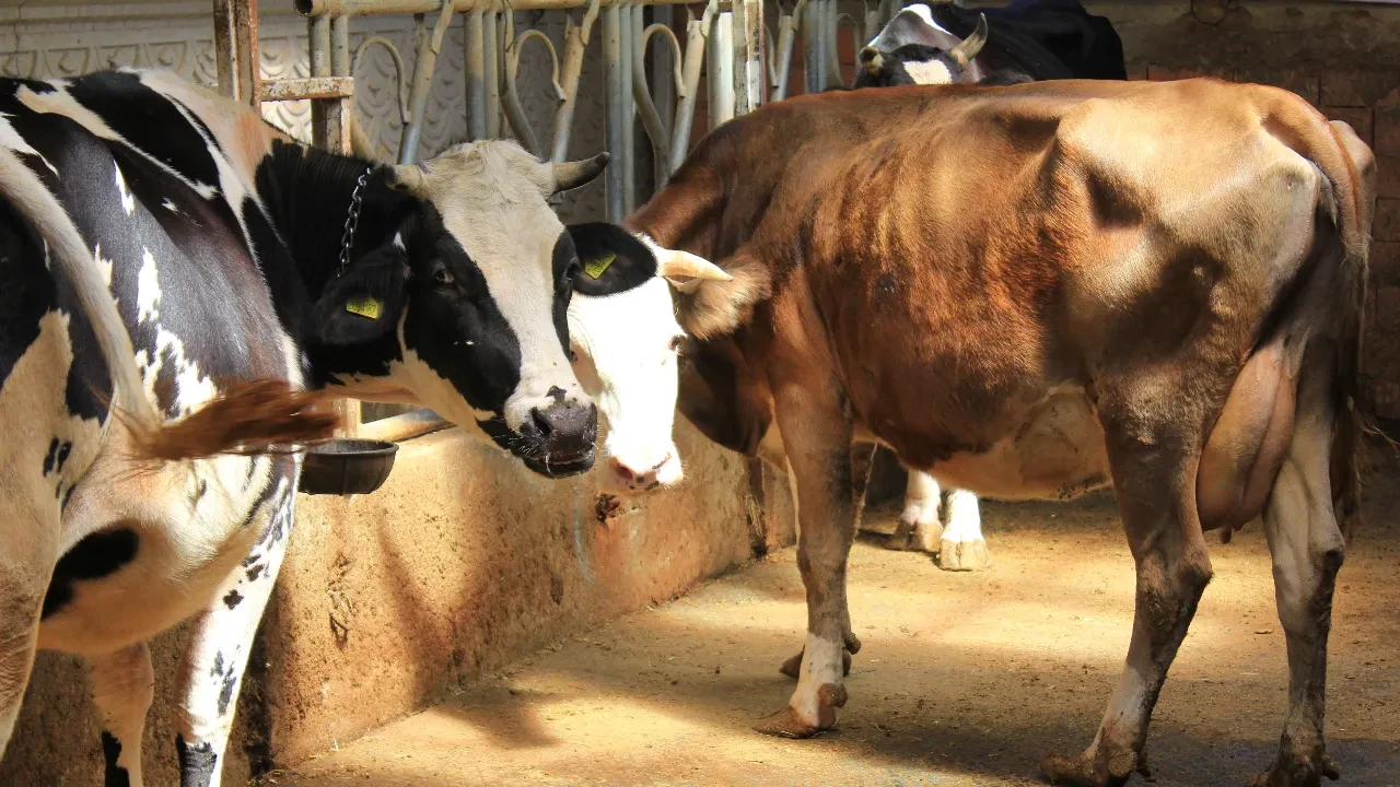 İdrar içirerek tedavi etmeye çalışıyorlardı! “Hurafe bilgiler var” diyen uzman uyardı