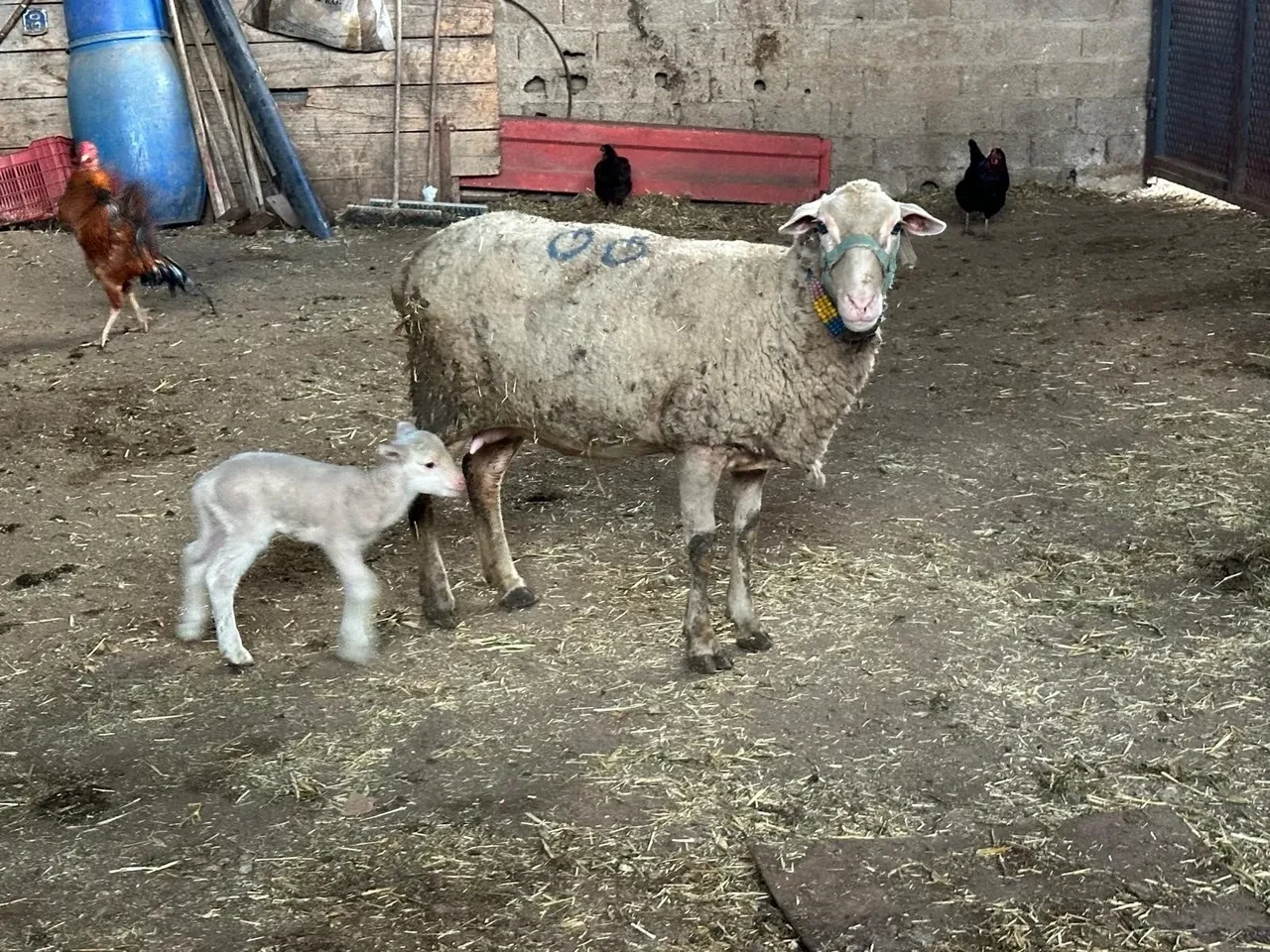İdrar içirerek tedavi etmeye çalışıyorlardı! “Hurafe bilgiler var” diyen uzman uyardı
