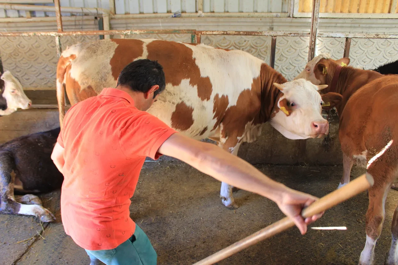 İdrar içirerek tedavi etmeye çalışıyorlardı! “Hurafe bilgiler var” diyen uzman uyardı
