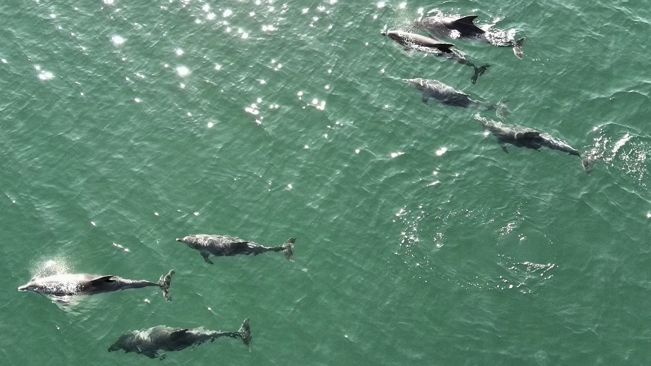 Karadeniz’in sevimli misafirleri kamerada! Su üzerinde keyifle oynadılar