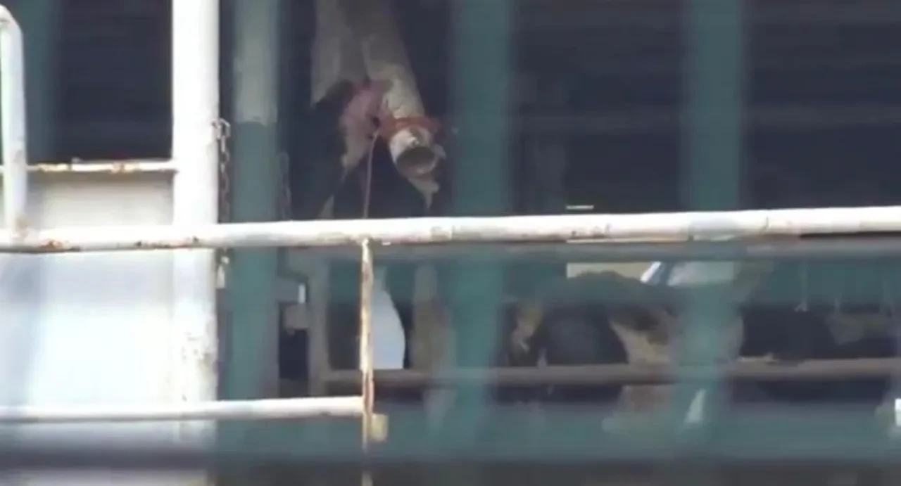 Bandırma'ya demirledi! Hayvanlar susuzluktan boruları yaladı