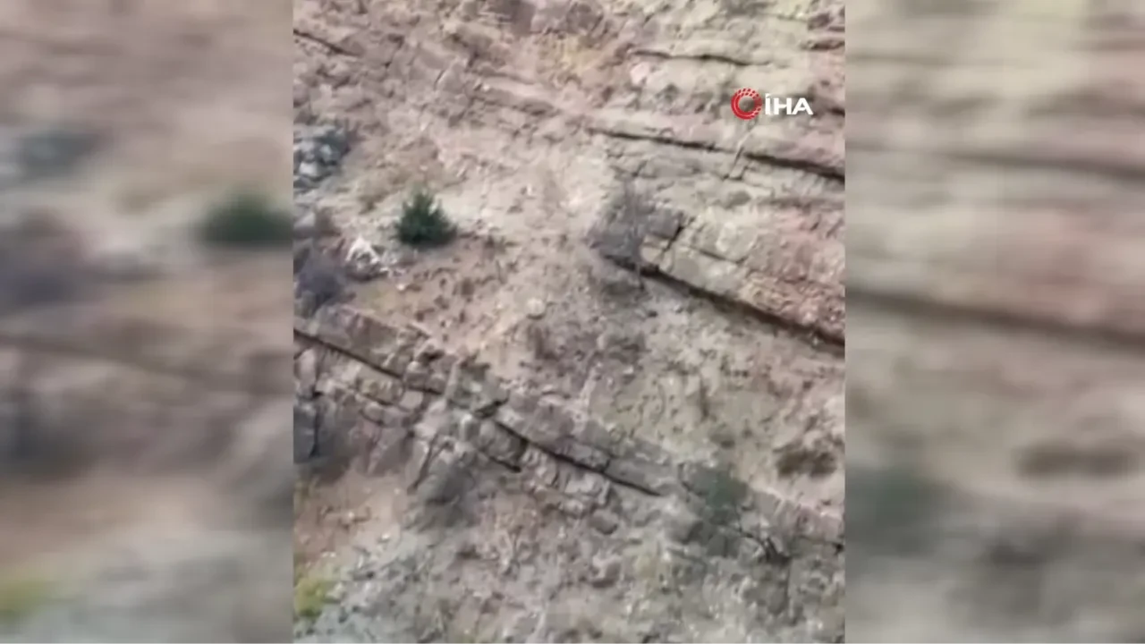 Köpeklerin saldırdığı yavru dağ keçisini 3 kilometre sırtında taşıdı! O anlar kamerada