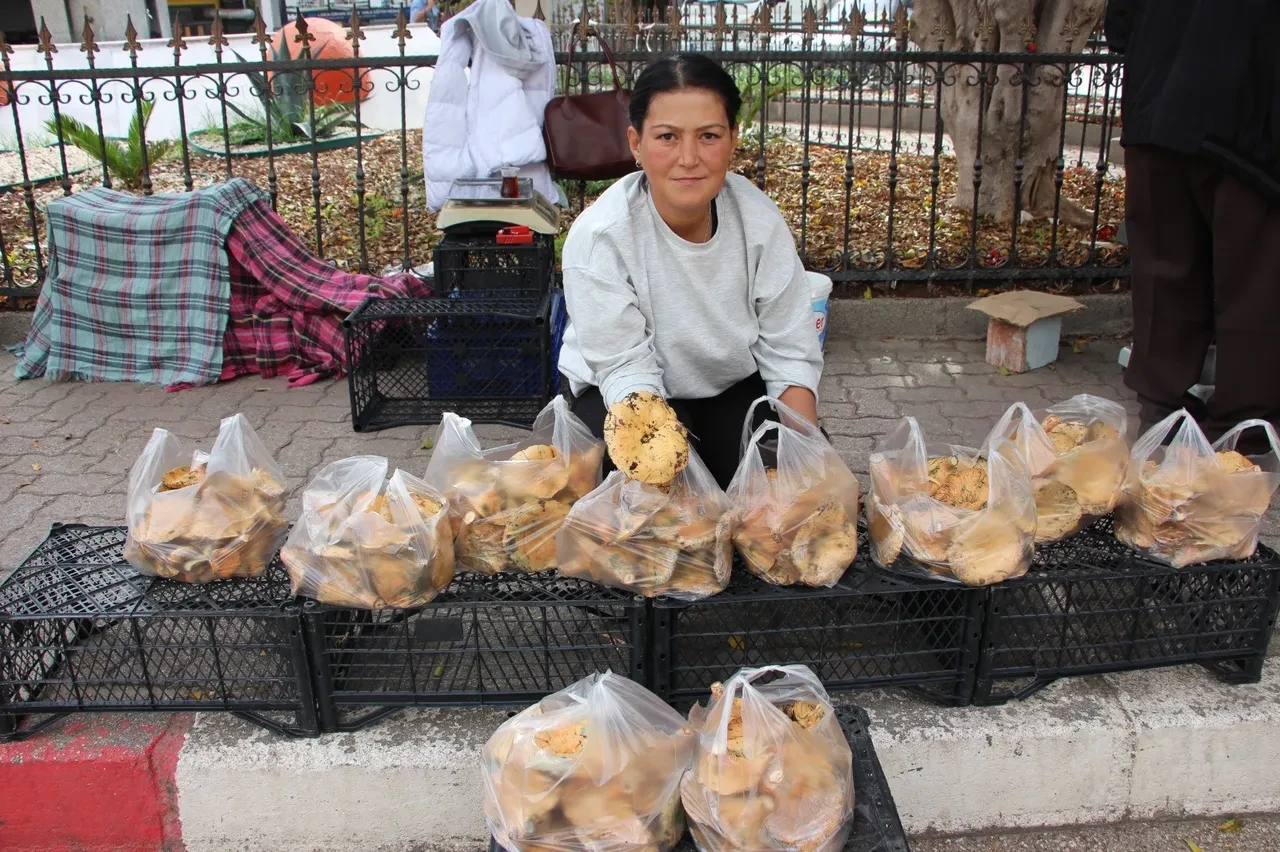 Sadece 1 ay boyunca ağaçların diplerinden toplanıyor! Kilosu 500 liraya kadar çıkıyor