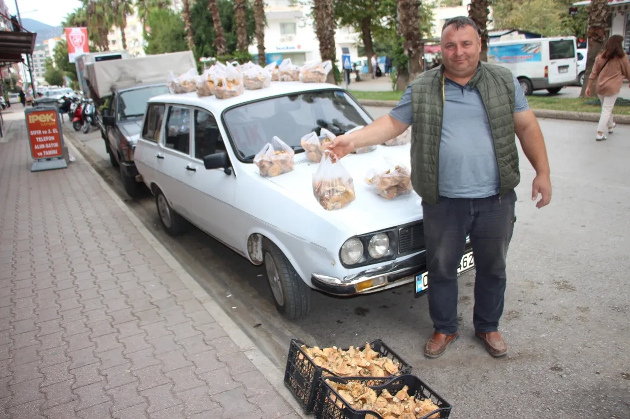 Sadece 1 ay boyunca ağaçların diplerinden toplanıyor! Kilosu 500 liraya kadar çıkıyor