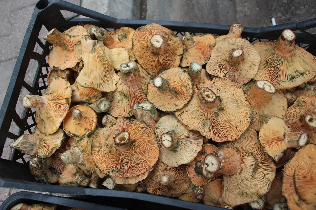 Sadece 1 ay boyunca ağaçların diplerinden toplanıyor! Kilosu 500 liraya kadar çıkıyor