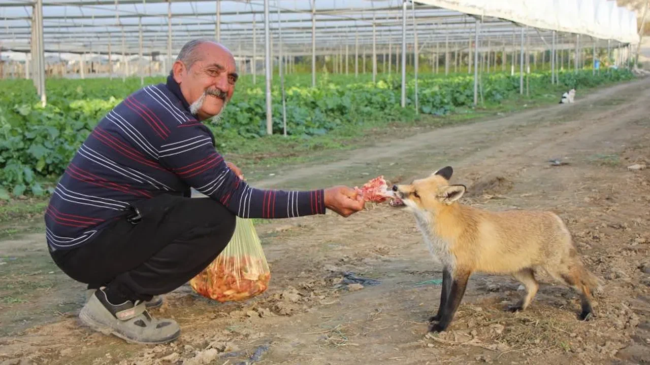 Serasını koruyan tilkiye mangal partisi yaptı! Görenleri hayretler içerisinde bırakan dostluk