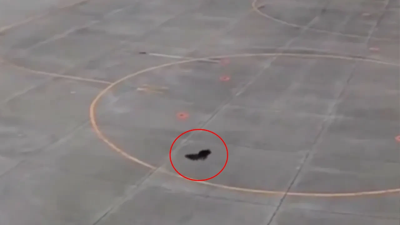 Hava trafiğini birbirine kattı! Havalimanında ayı krizi