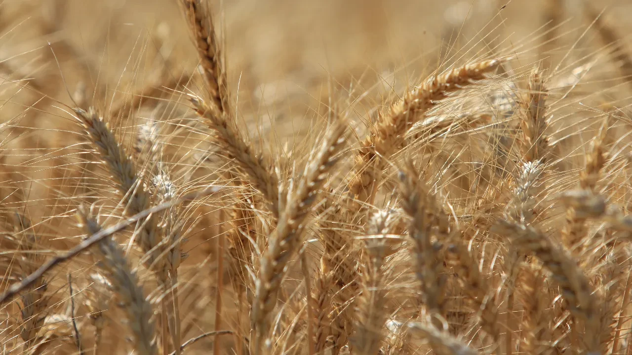 IGC kritik veriyi açıkladı: Tahıl üretiminde son 10 yılın rekoru