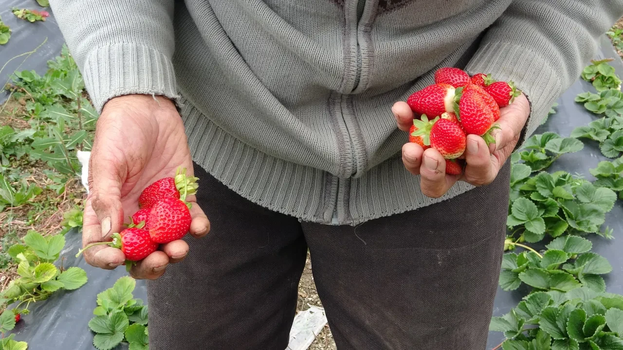 Kendini misafirlerine adamış bir dede! 'Hayır Bahçesi'nde' yetiştirdiği meyve ve sebzeleri ücretsiz ikram ediyor