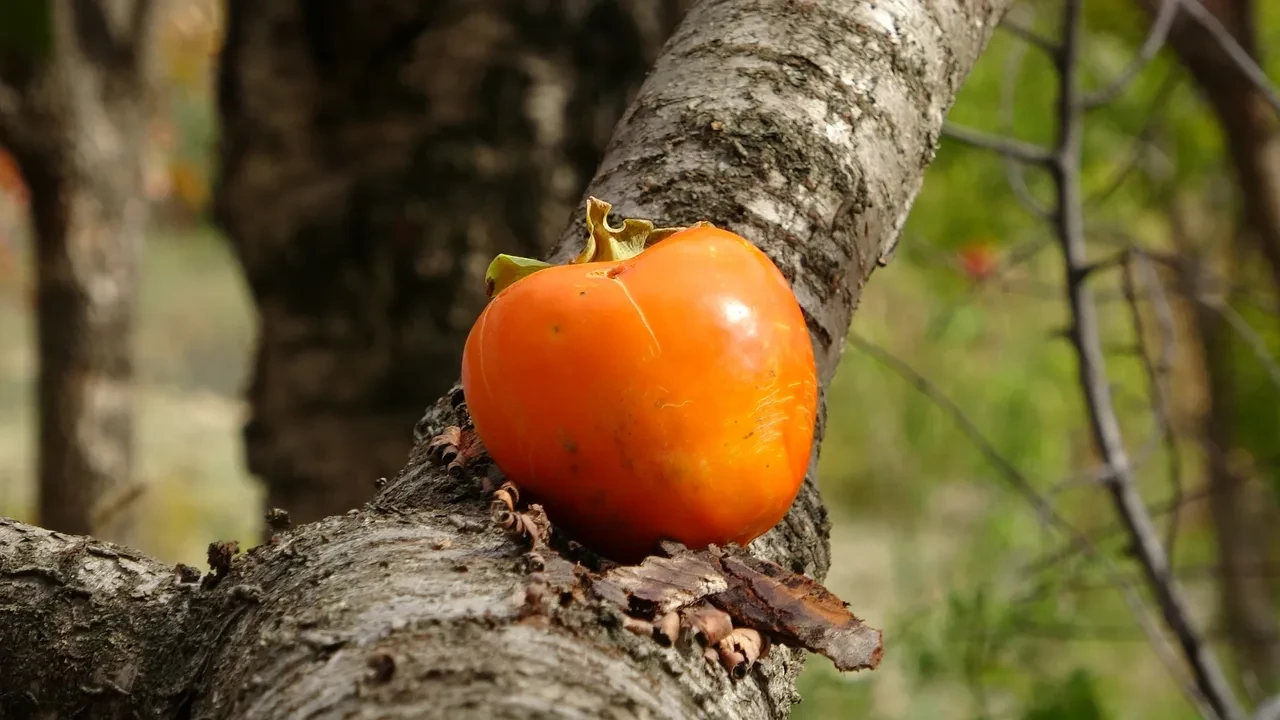 Kendini misafirlerine adamış bir dede! 'Hayır Bahçesi'nde' yetiştirdiği meyve ve sebzeleri ücretsiz ikram ediyor