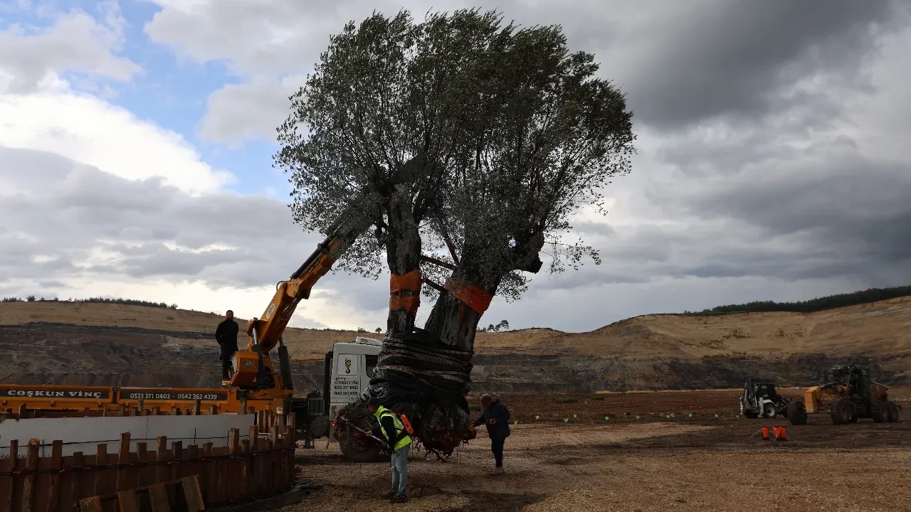Üç yüz yıllık ağacın yeri değişti! Asırlık zeytin ağacı özel yöntemlerle taşındı