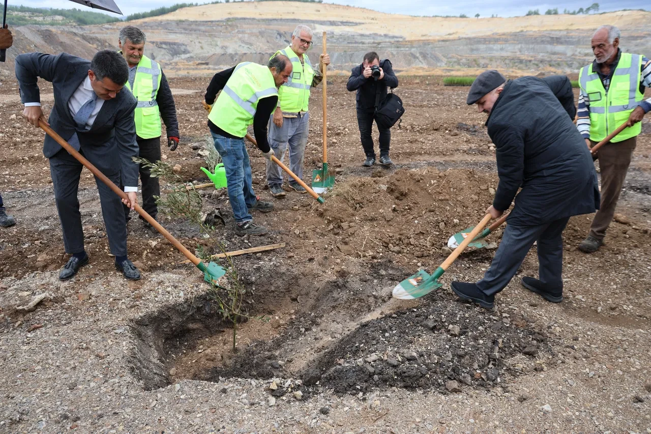 Üç yüz yıllık ağacın yeri değişti! Asırlık zeytin ağacı özel yöntemlerle taşındı