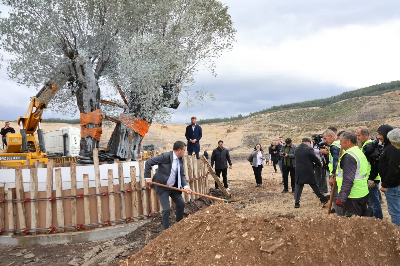 Üç yüz yıllık ağacın yeri değişti! Asırlık zeytin ağacı özel yöntemlerle taşındı