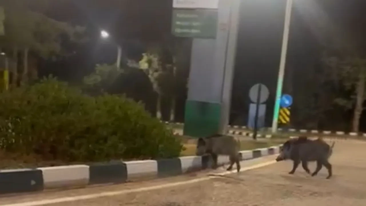 Üniversiteyi domuz sürüsü bastı! Öğrenci şaşkınlığını gizleyemedi