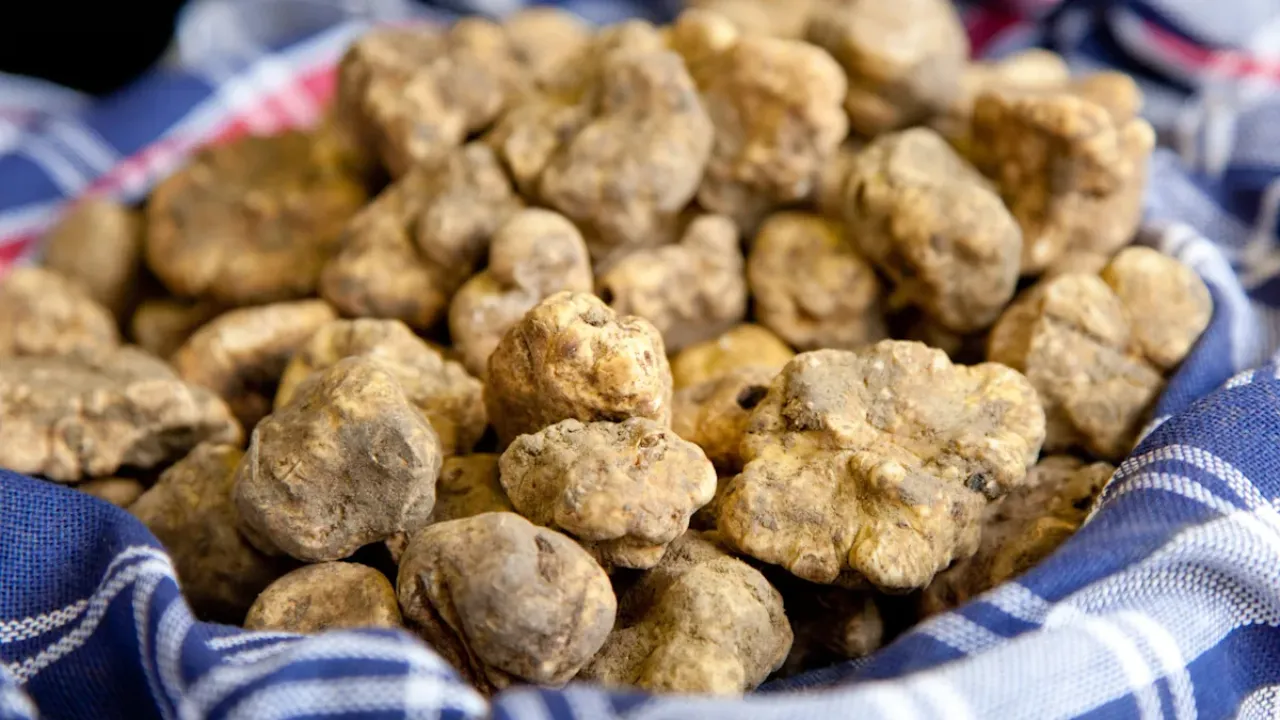 Bu lezzet dünyanın en pahalısı! Yetiştirilemiyor ormanda köpekler sayesinde bulunuyor