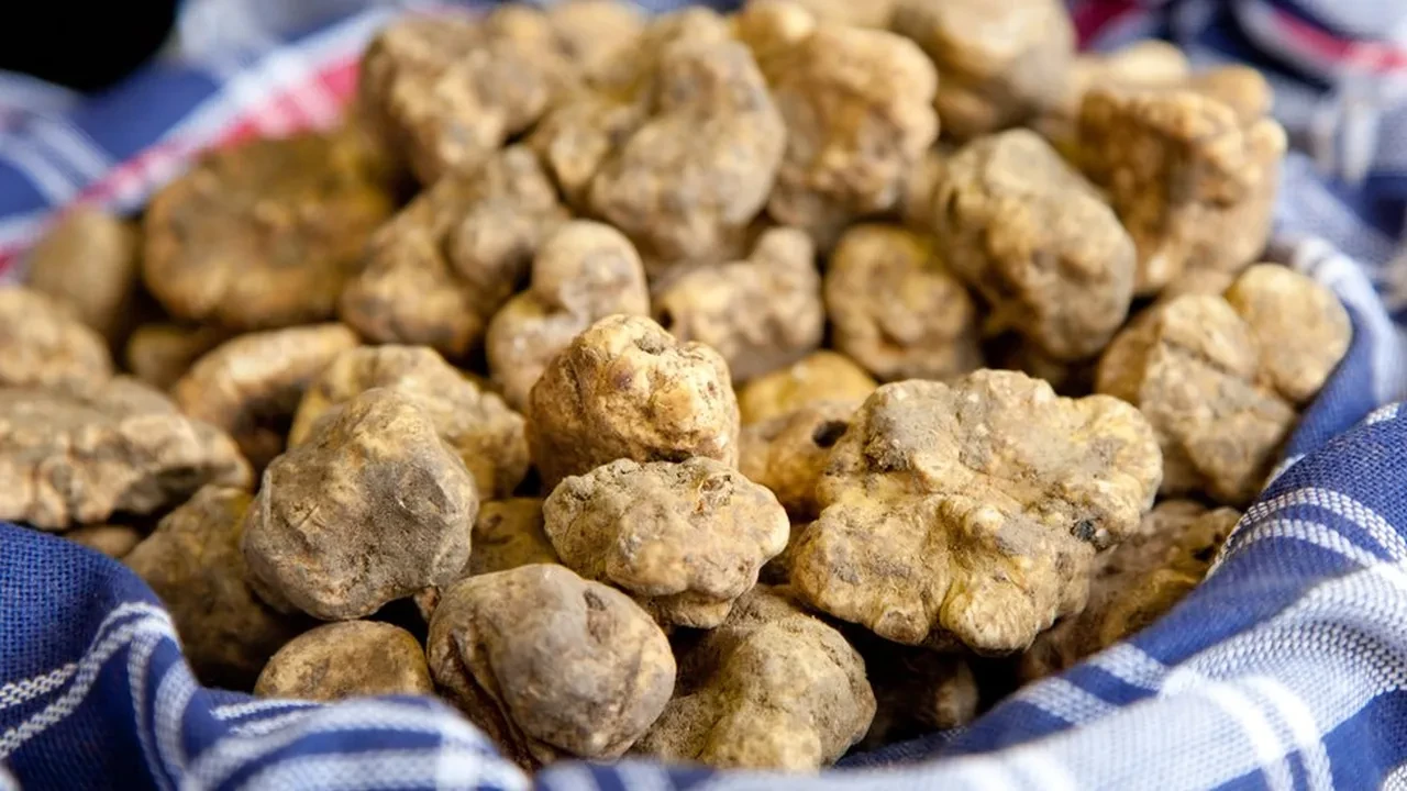 Bu lezzet dünyanın en pahalısı! Yetiştirilemiyor ormanda köpekler sayesinde bulunuyor