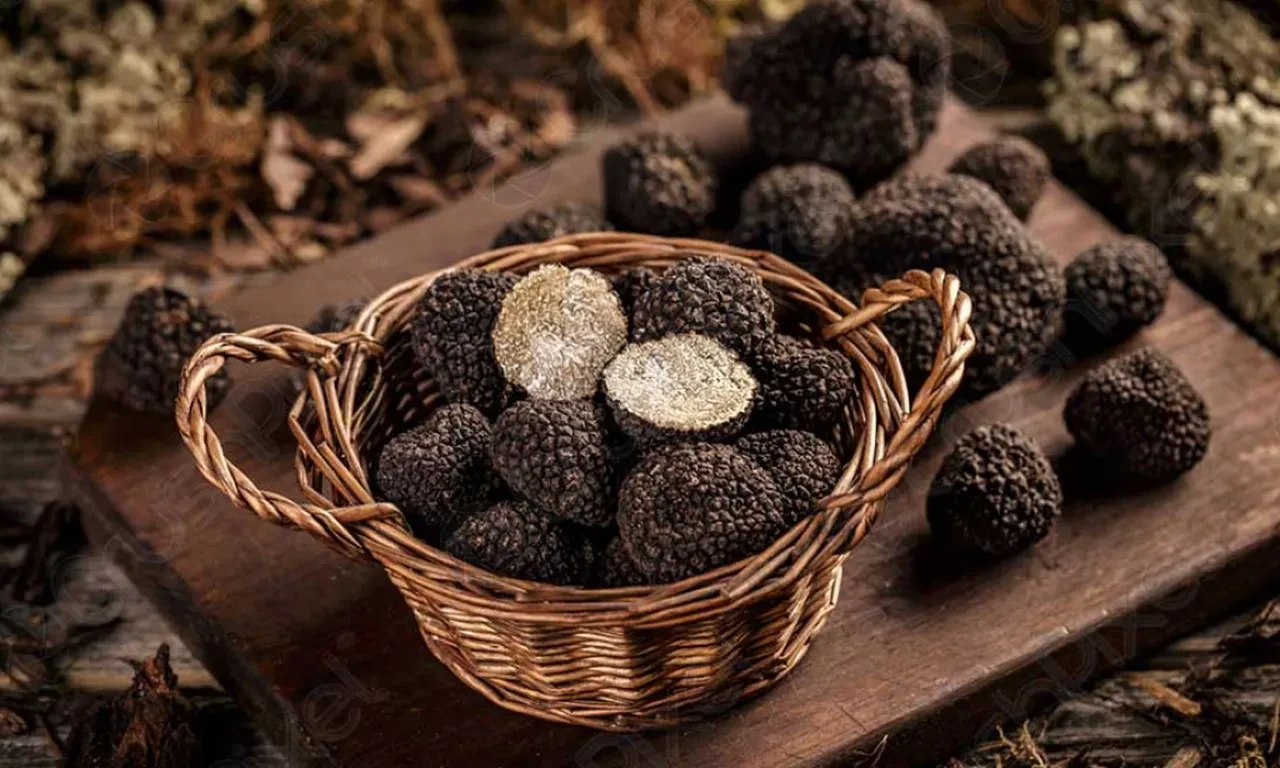 Bu lezzet dünyanın en pahalısı! Yetiştirilemiyor ormanda köpekler sayesinde bulunuyor