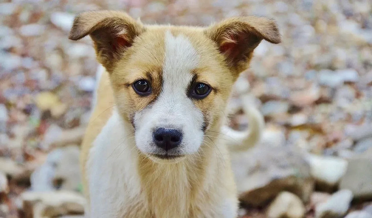 FIFA büyük skandala göz yumdu! Dünya Kupası öncesi sokak köpeklerini tek tek öldürüyorlar