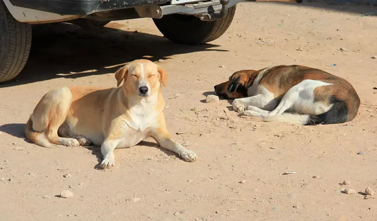 FIFA büyük skandala göz yumdu! Dünya Kupası öncesi sokak köpeklerini tek tek öldürüyorlar