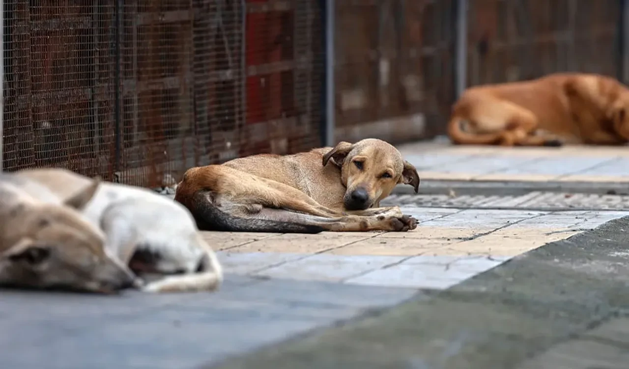 FIFA büyük skandala göz yumdu! Dünya Kupası öncesi sokak köpeklerini tek tek öldürüyorlar