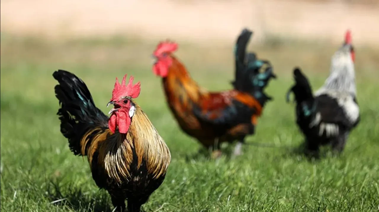 Kuş gribi vakaları patladı! Kümes hayvanlarına kapalı alan zorunluluğu getirildi