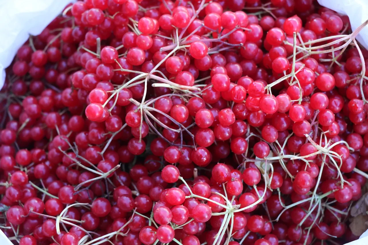 Şifa deposu meyve tezgahlardaki yerini aldı! Faydaları saymakla bitmiyor